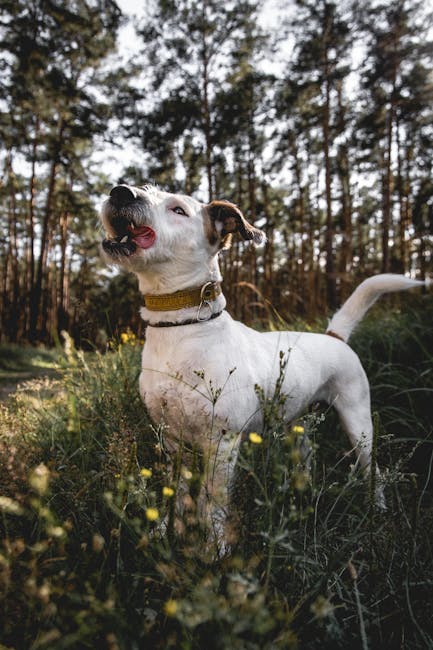 A healthy dog active in a natural forest setting